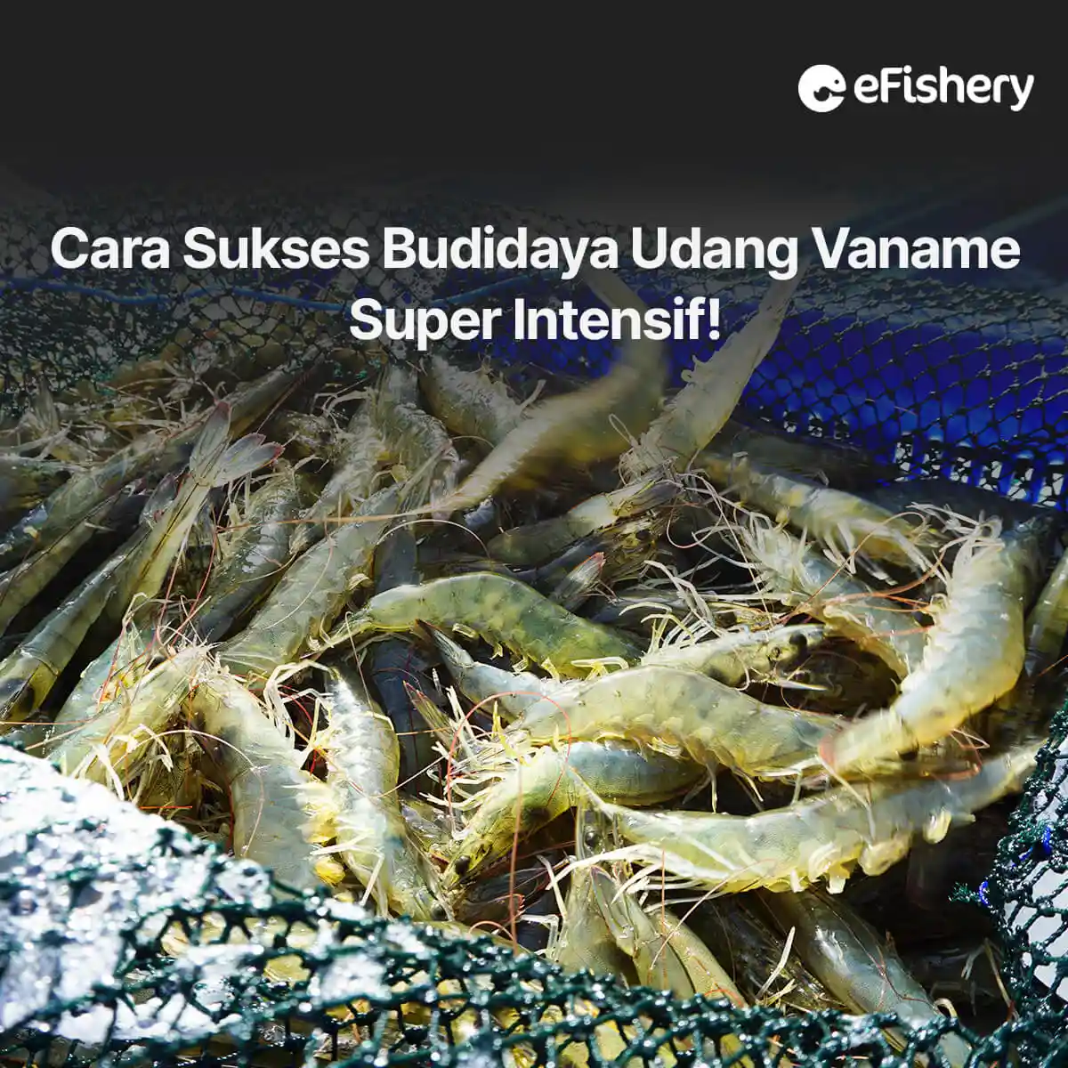 cara budidaya udang vaname super intensif