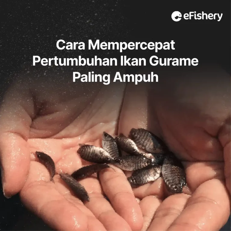 cara mempercepat pertumbuhan ikan gurame