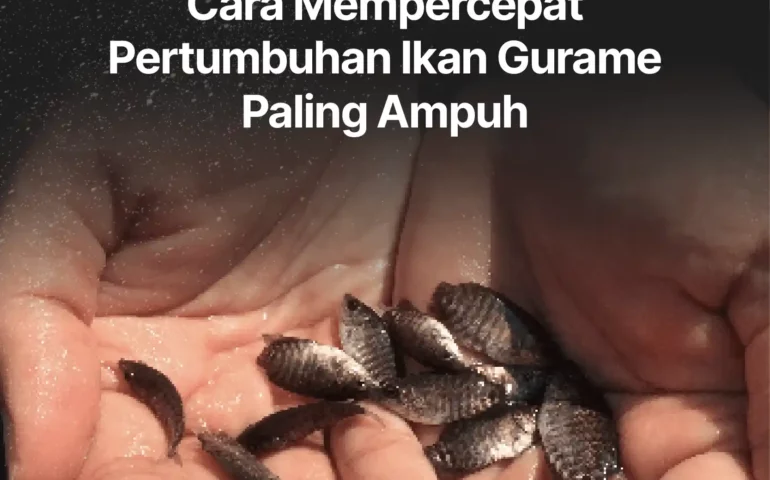 cara mempercepat pertumbuhan ikan gurame