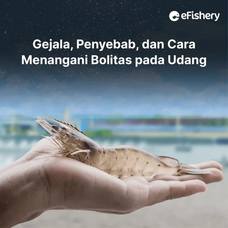 cara menangani bolitas pada udang