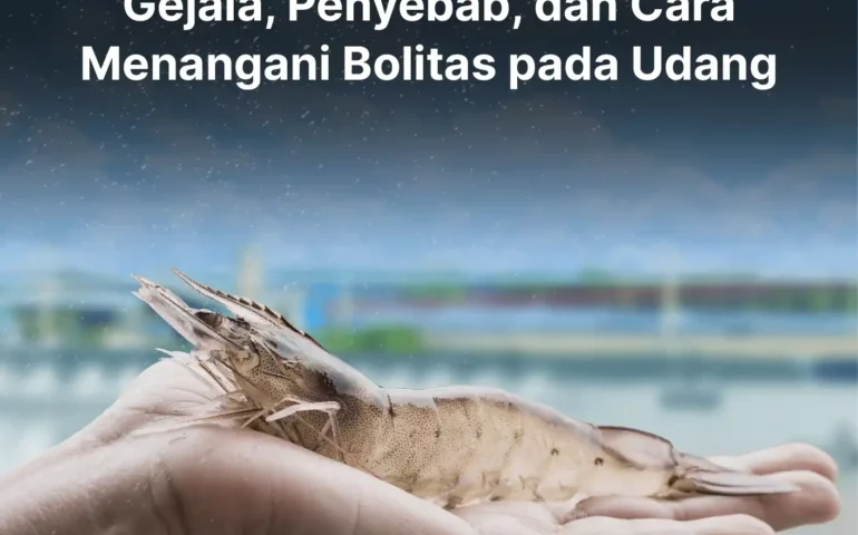 cara menangani bolitas pada udang