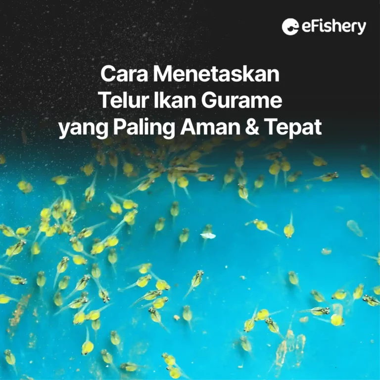 cara menetaskan telur ikan gurame