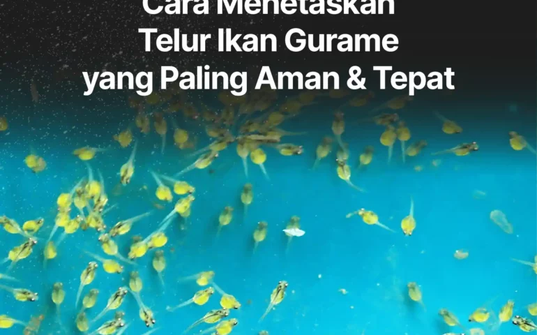 cara menetaskan telur ikan gurame