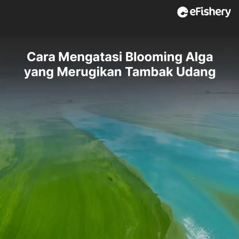 cara mengatasi blooming alga yang merugikan tambak udang