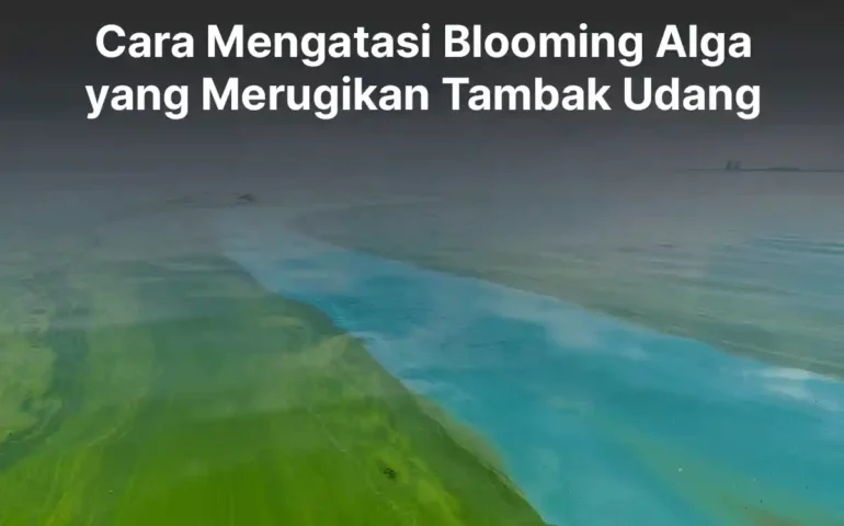 cara mengatasi blooming alga yang merugikan tambak udang