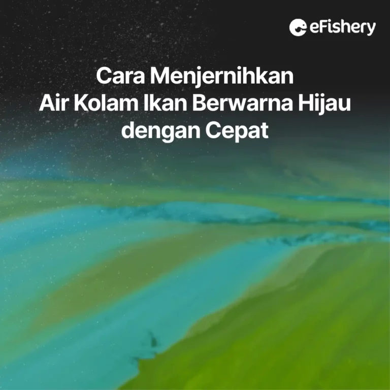 cara menjernihkan air kolam ikan berwarna hijau