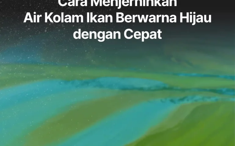 cara menjernihkan air kolam ikan berwarna hijau