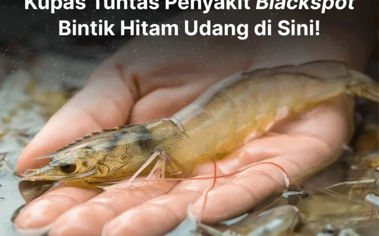 kupas tuntas penyakit blackspot bintik hitam udang