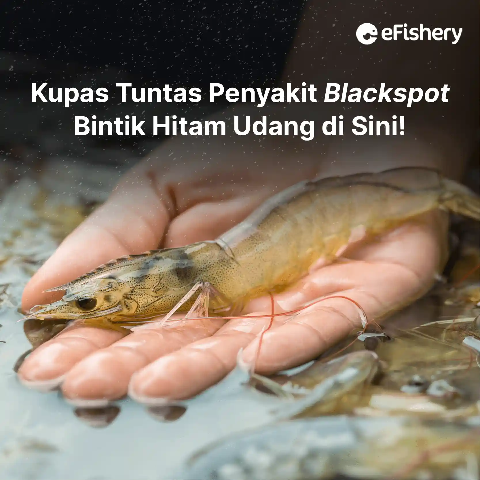 kupas tuntas penyakit blackspot bintik hitam udang