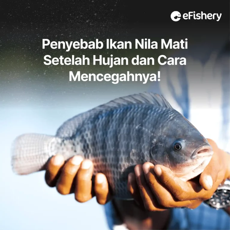 penyebab ikan nila mati setelah hujan