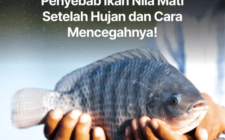 penyebab ikan nila mati setelah hujan