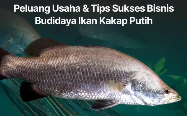 budidaya ikan kakap putih