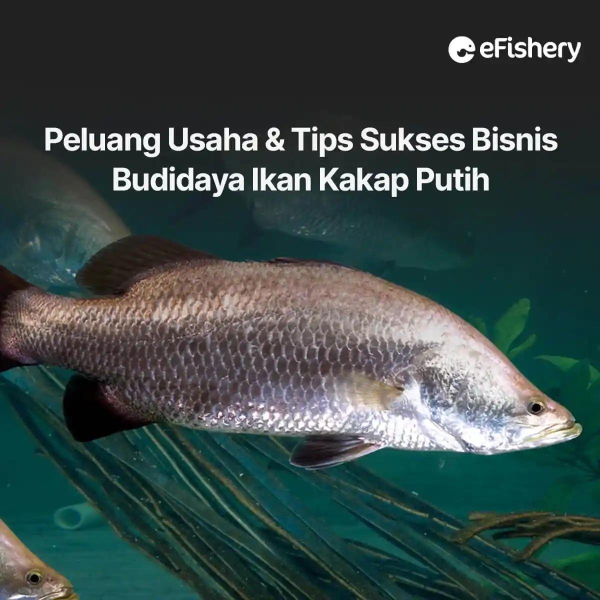 budidaya ikan kakap putih