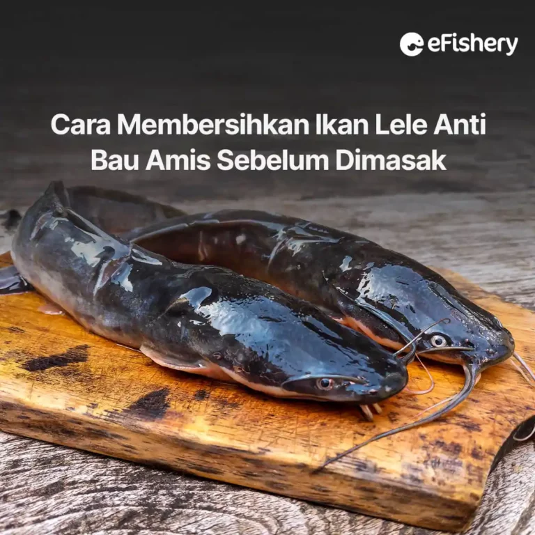 cara membersihkan ikan lele