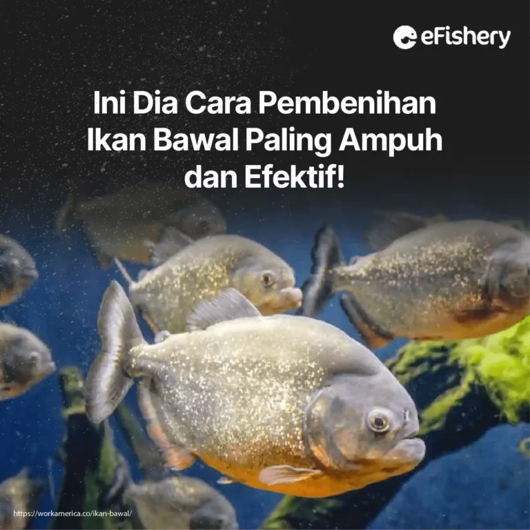 cara pembenihan ikan bawal