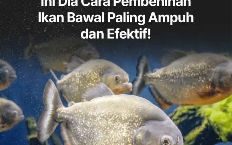 cara pembenihan ikan bawal