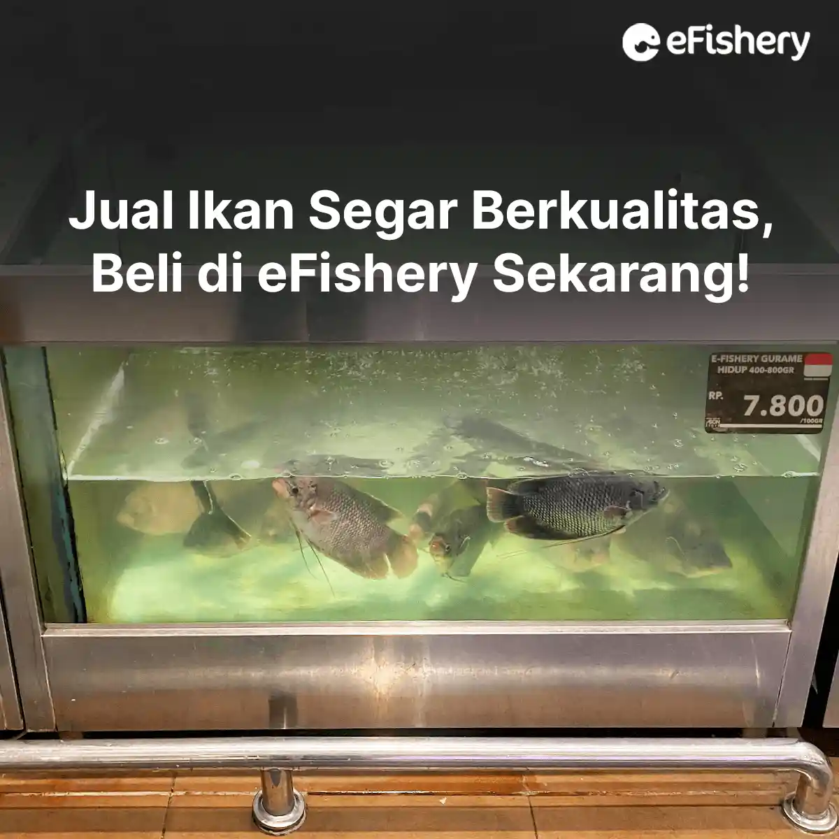 jual ikan segar