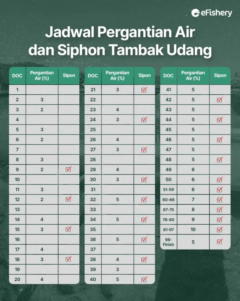 jadwal pergantian air dan siphon tambak udang