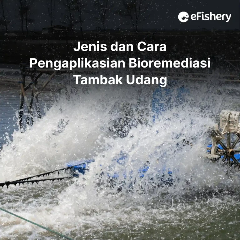 jenis dan cara pengaplikasian bioremediasi tambak udang