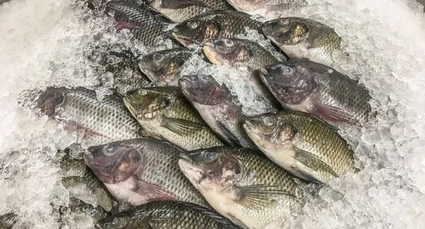 kandungan gizi ikan nila