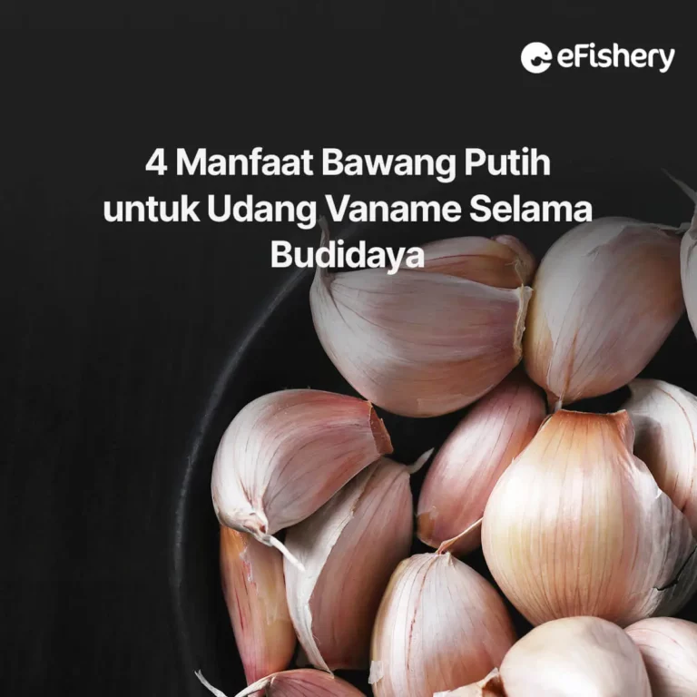 manfaat bawang putih untuk udang vaname