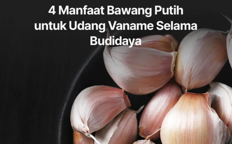 manfaat bawang putih untuk udang vaname