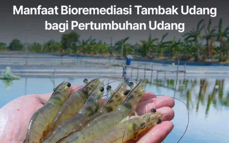 manfaat bioremediasi tambak udang bagi pertumbuhan udang