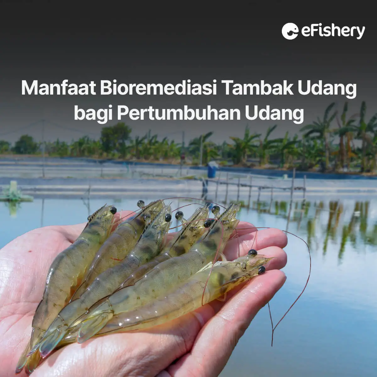 manfaat bioremediasi tambak udang bagi pertumbuhan udang