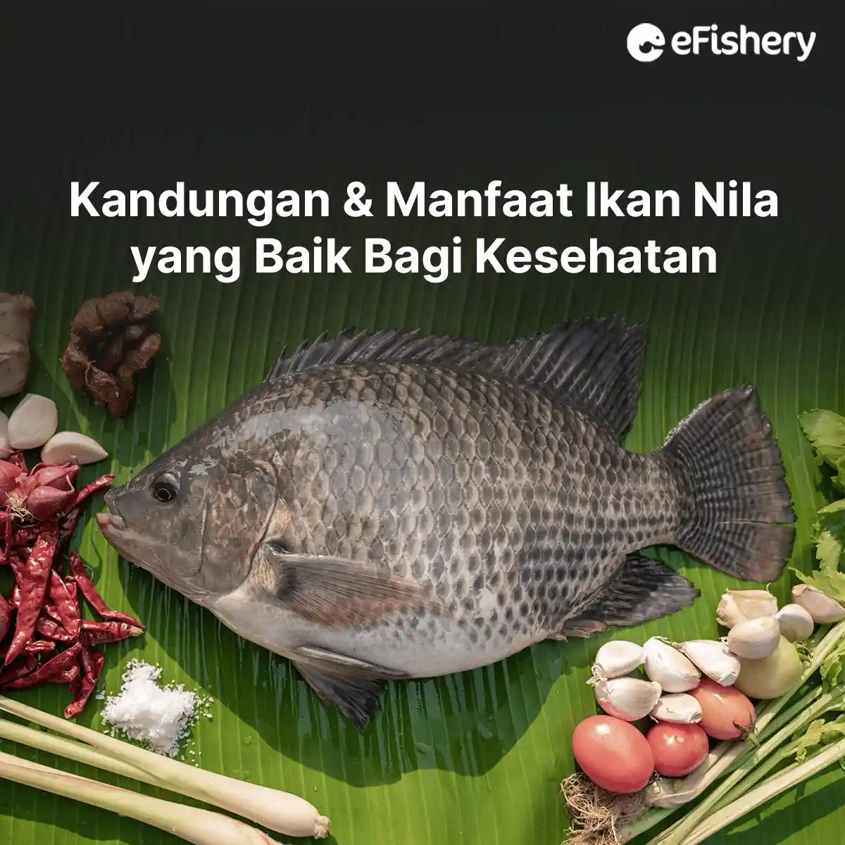 manfaat ikan nila