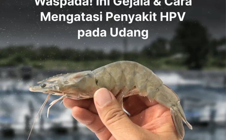 gejala dan cara mengatasi penyakit hpv pada udang