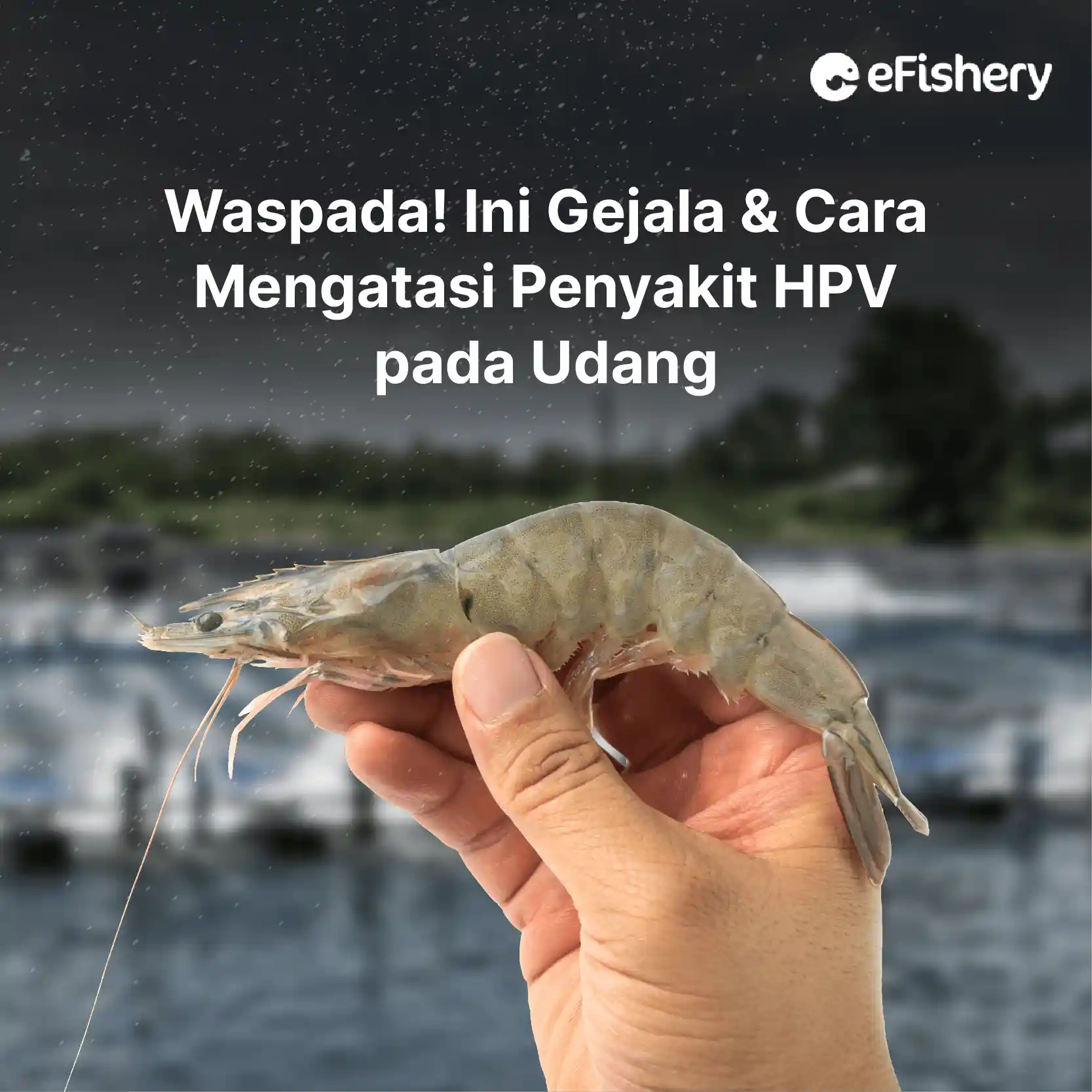 gejala dan cara mengatasi penyakit hpv pada udang