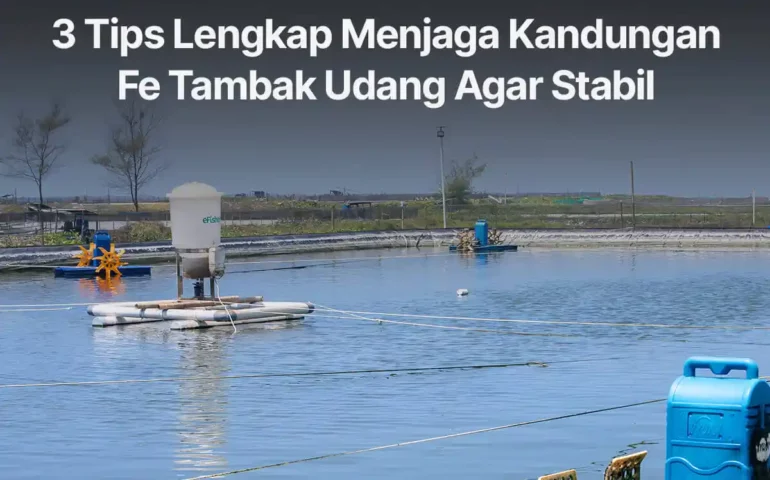 menjaga kandungan fe tambak udang