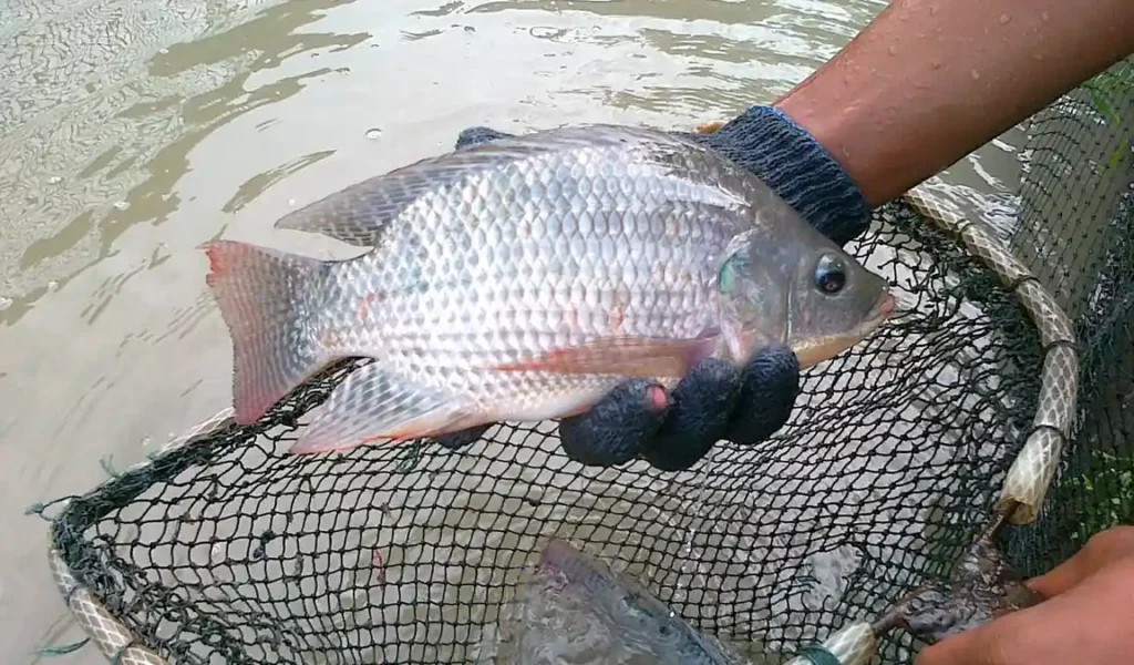 pastikan ekor ikan kaku dan keras