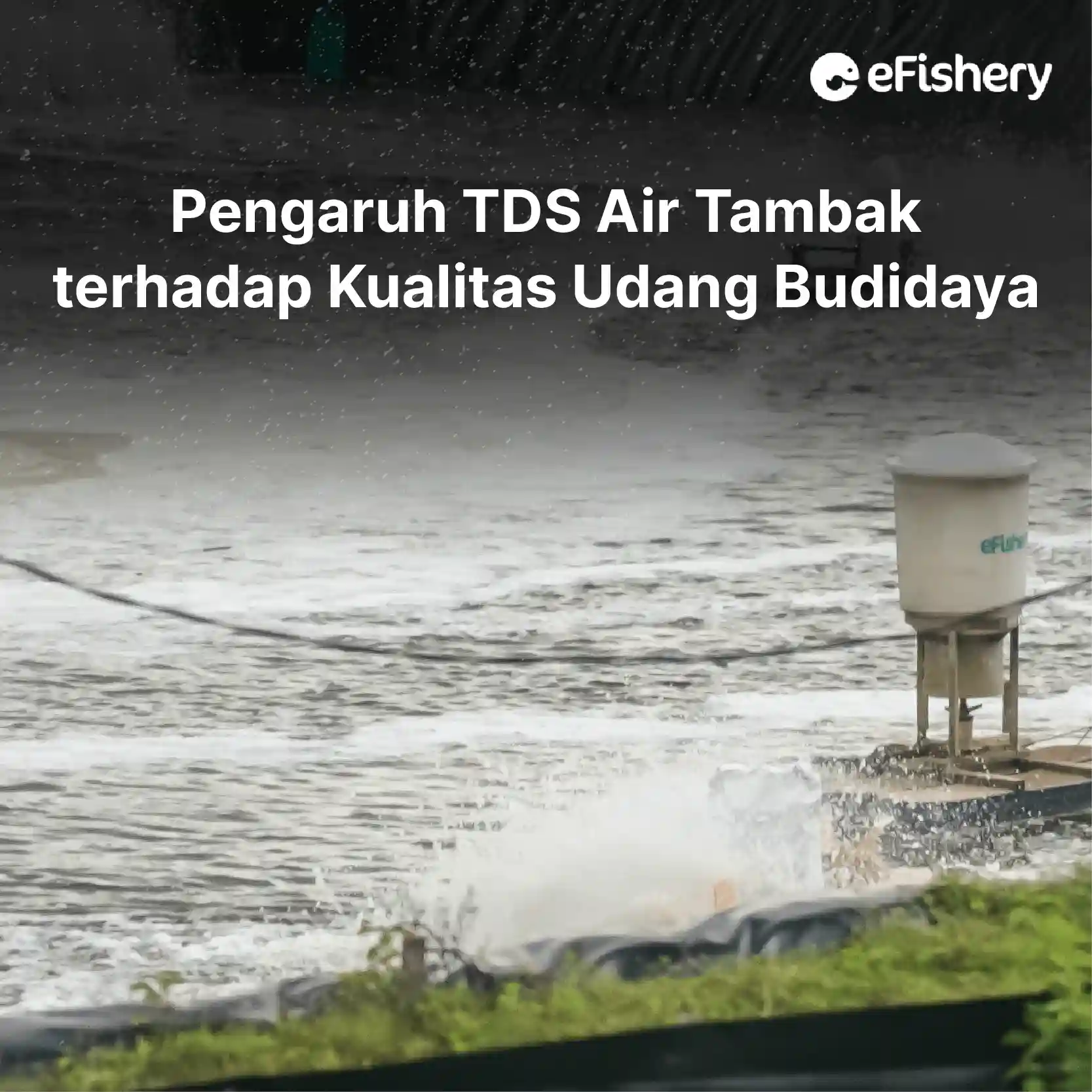 pengaruh tds air tambak udang terhadap kualitas udang budidaya