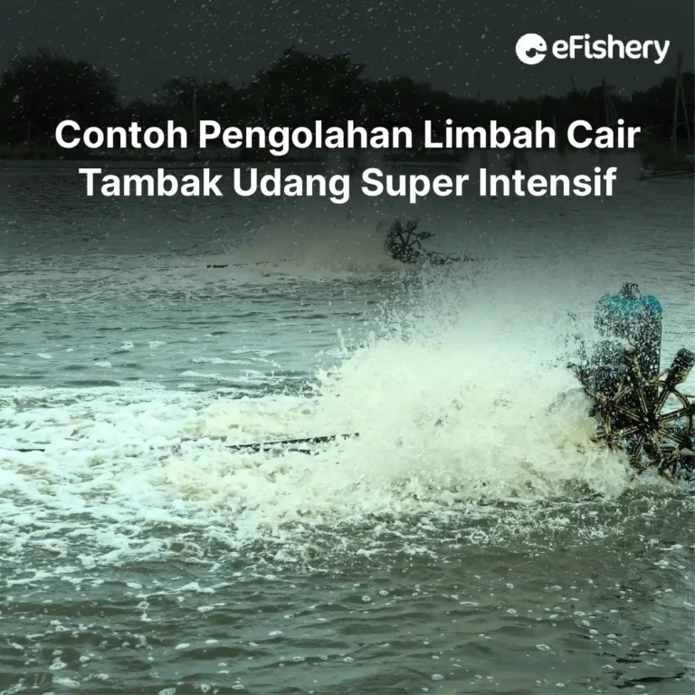 contoh pengolahan limbah cair tambak udang super intensif