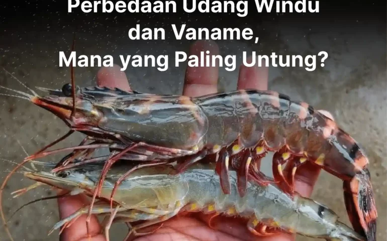 perbedaan udang windu dan vaname