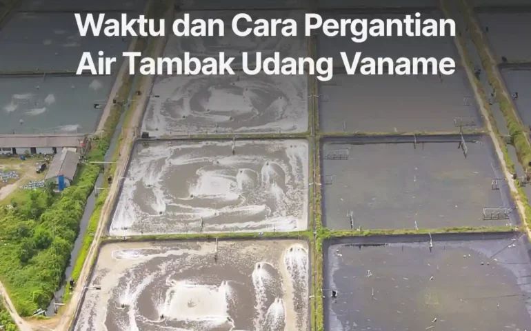 waktu dan cara pergantian air tambak udang vaname