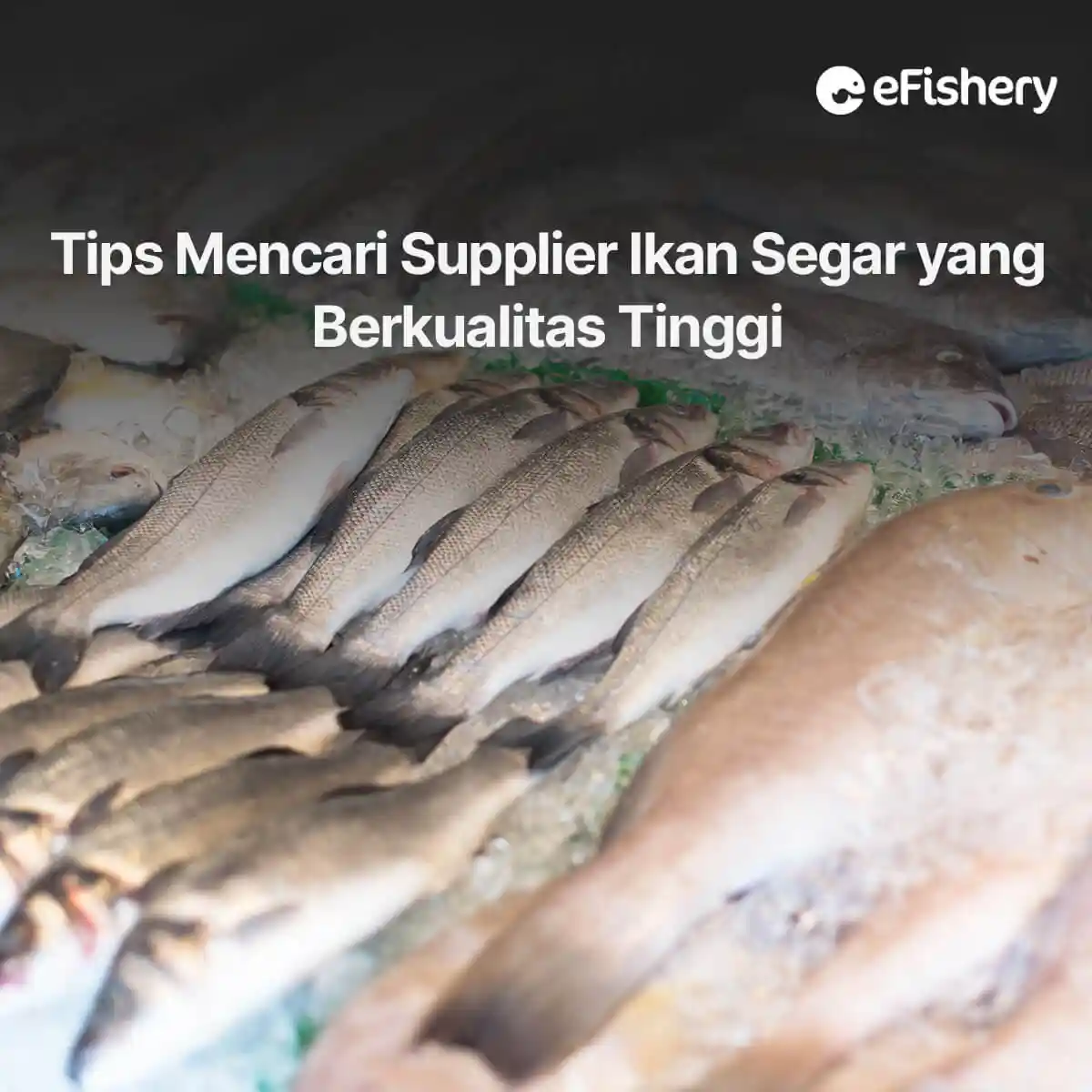 supplier ikan segar