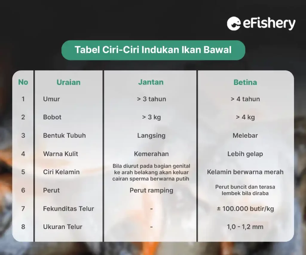 tabel ciri ciri indukan ikan bawal