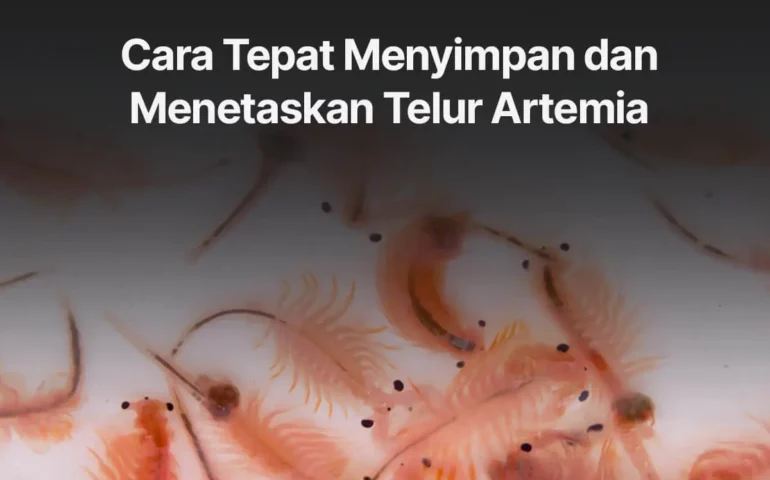 telur artemia