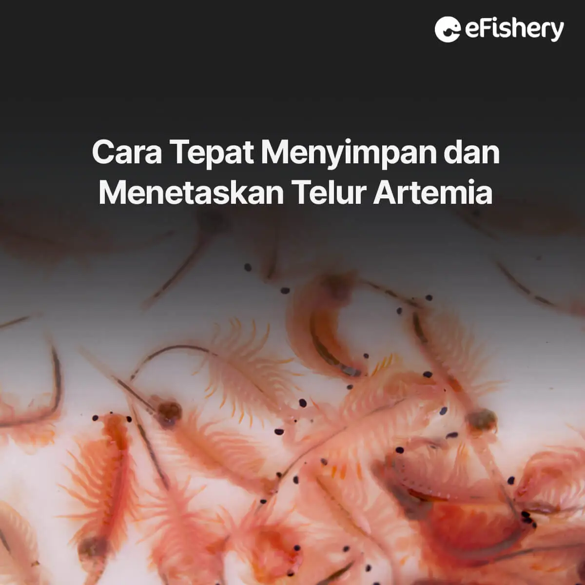 telur artemia