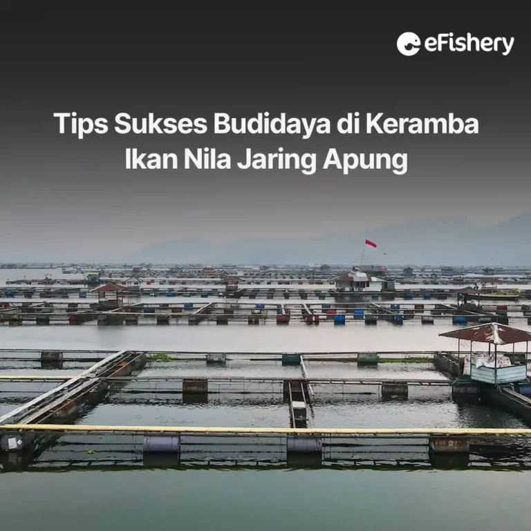 tips budidaya di keramba nila jaring apung