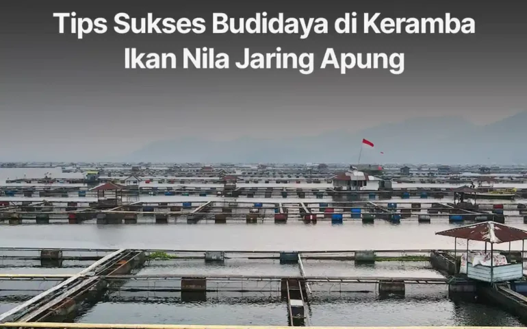 tips budidaya di keramba nila jaring apung