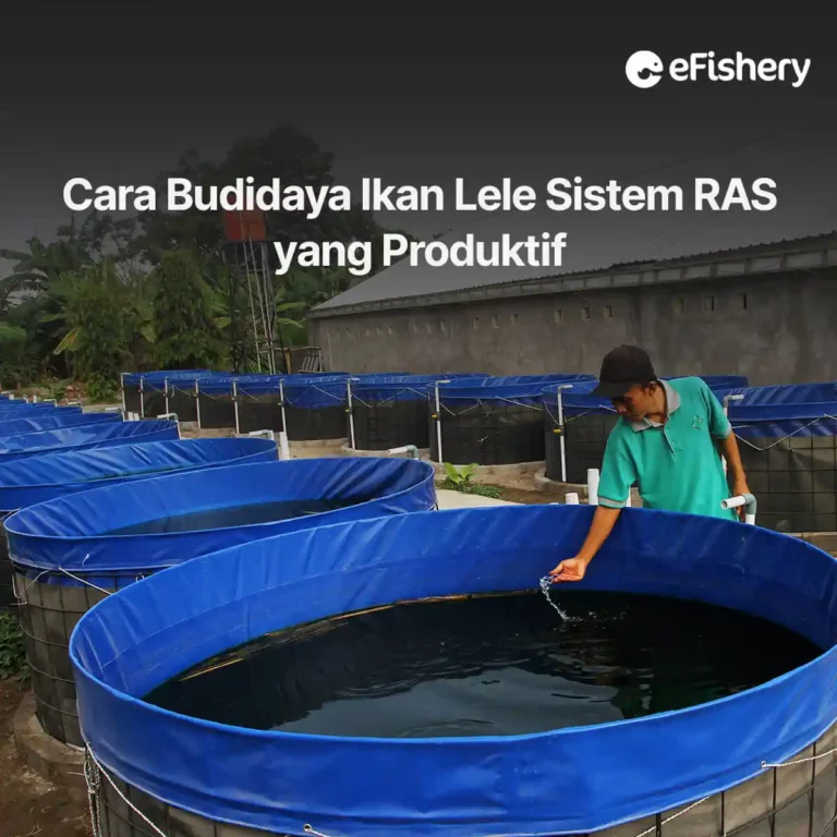 cara budidaya ikan lele sistem ras