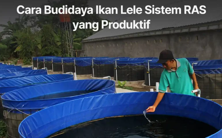 cara budidaya ikan lele sistem ras