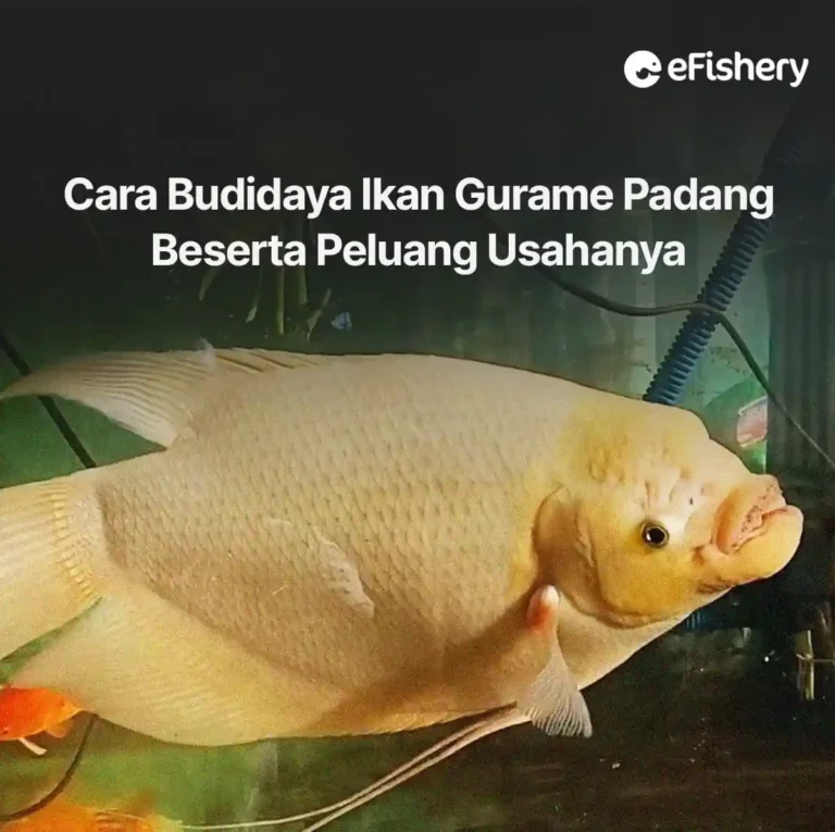 cara budidaya ikan gurame padang