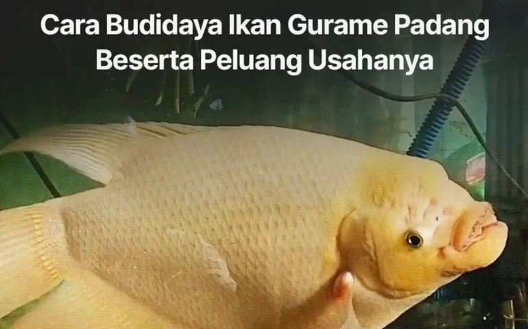 cara budidaya ikan gurame padang