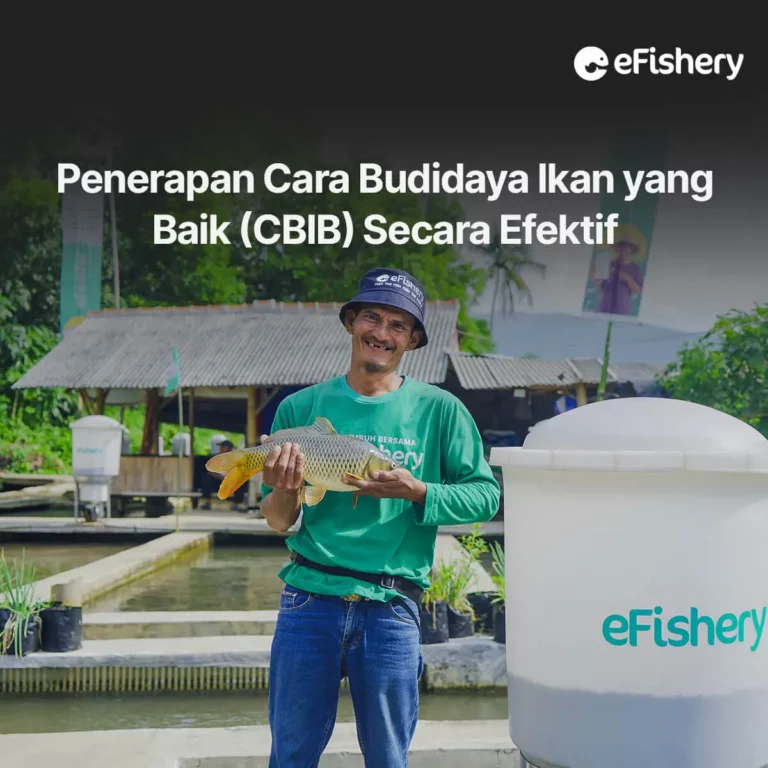 cara budidaya ikan yang baik cbib