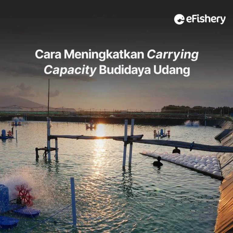 carrying capacity budidaya udang