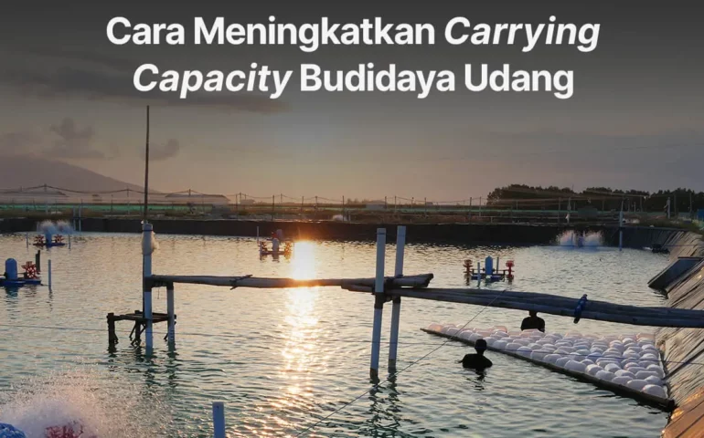 carrying capacity budidaya udang